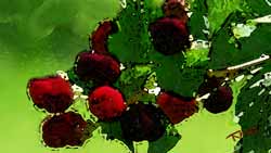 Essential Potioins ellagic acid source - berries
